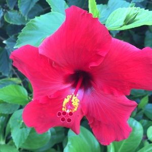 Meet your Posher, Joey